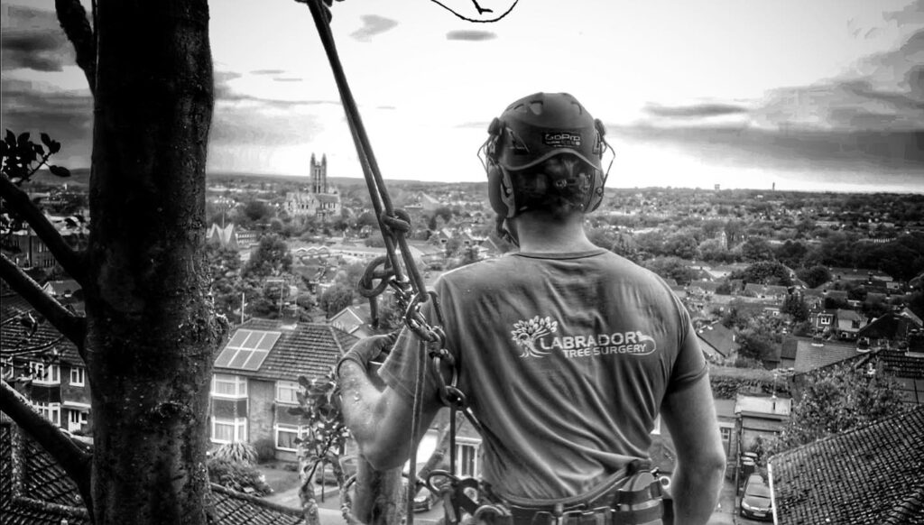 Labrador Tree Surgery. Based in Herne Bay. For all your tree surgery and tree surgeon needs. Job carried out in Herne Bay – Tree Surgery / Removal