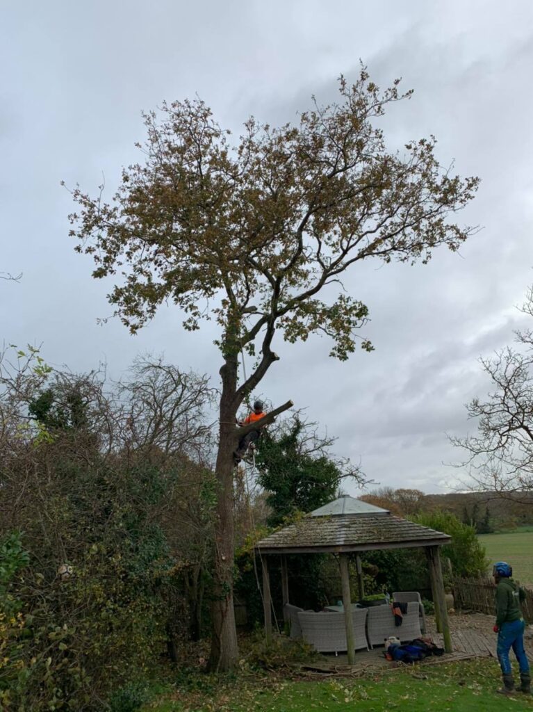 Labrador Tree Surgery. Based in Herne Bay. For all your tree surgery and tree surgeon needs. Job carried out in Herne Bay – Tree Surgery / Removal