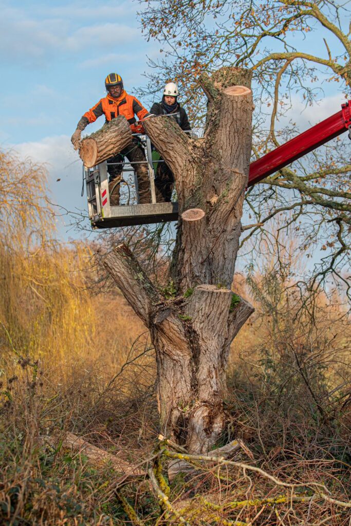 Labrador Tree Surgery. Based in Herne Bay. For all your tree surgery and tree surgeon needs. Job carried out in Herne Bay – Tree Surgery / Removal