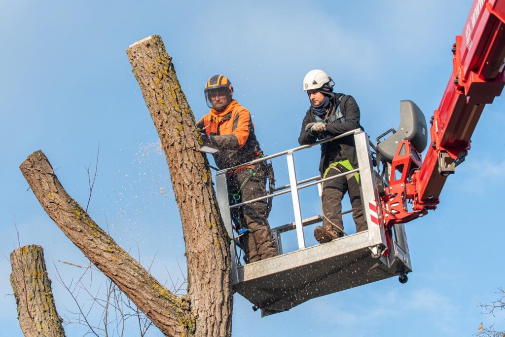 Labrador Tree Surgery. Based in Herne Bay. For all your tree surgery and tree surgeon needs. Job carried out in Herne Bay – Tree Surgery / Removal