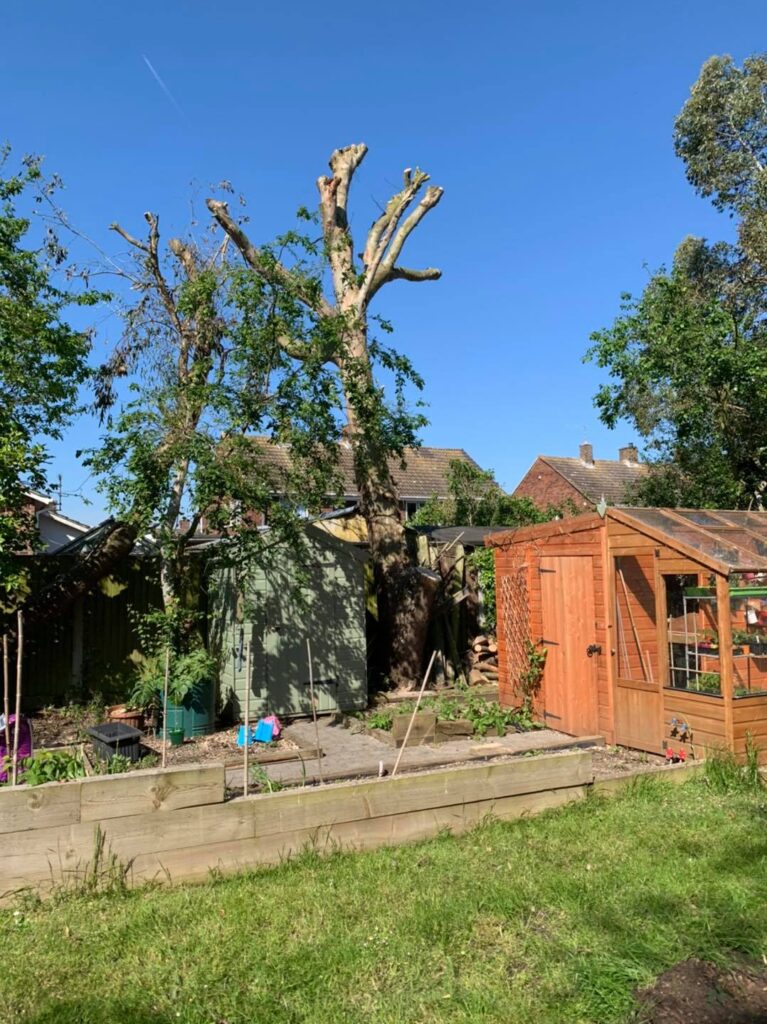 Labrador Tree Surgery. Based in Herne Bay. For all your tree surgery and tree surgeon needs. Job carried out in Herne Bay – Tree Surgery / Removal