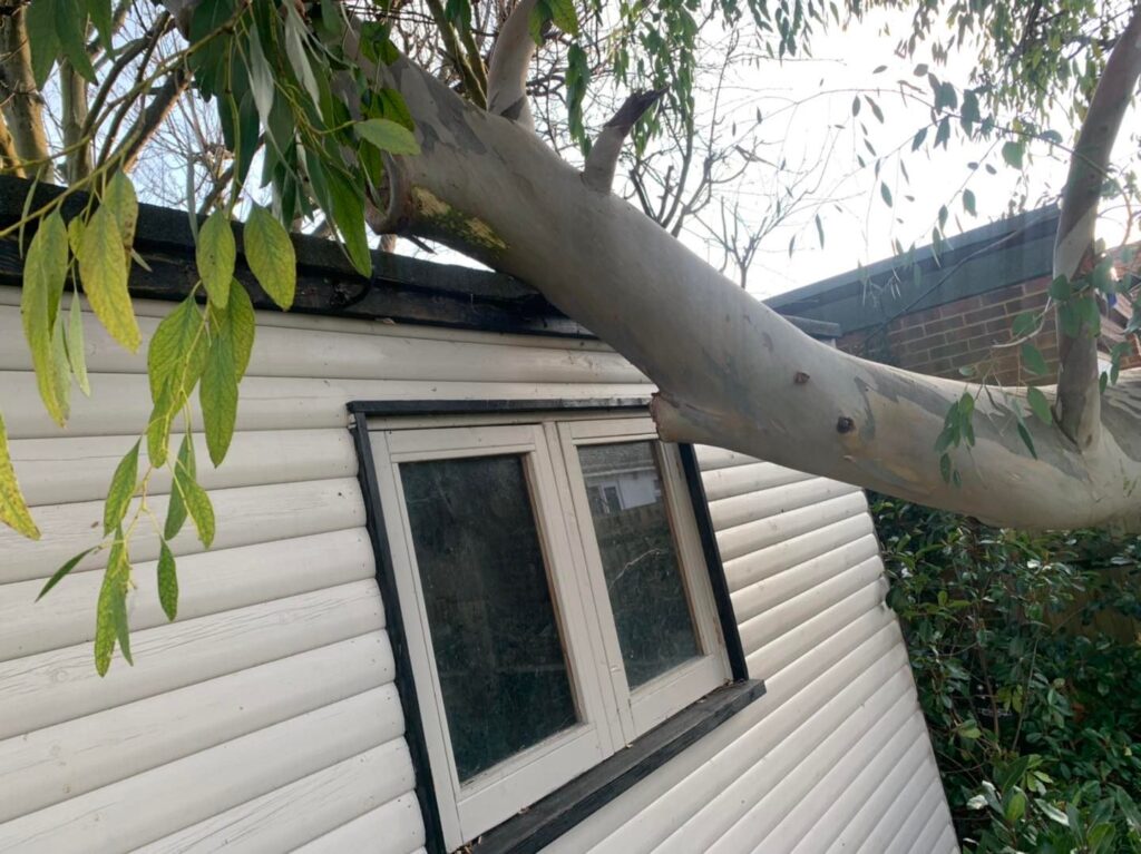 Labrador Tree Surgery. Based in Herne Bay. For all your tree surgery and tree surgeon needs. Job carried out in Herne Bay – Tree Surgery / Removal