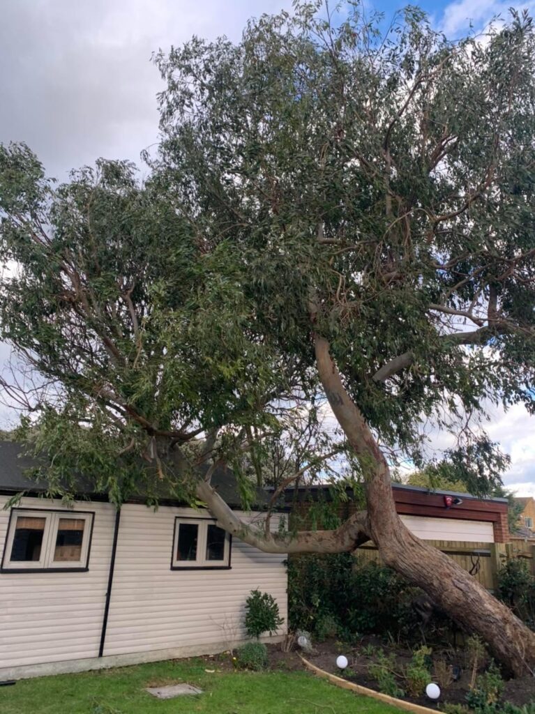 Labrador Tree Surgery. Based in Herne Bay. For all your tree surgery and tree surgeon needs. Job carried out in Herne Bay – Tree Surgery / Removal