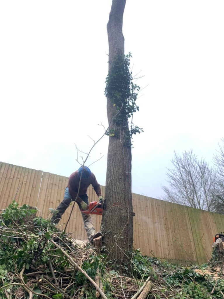 Labrador Tree Surgery. Based in Herne Bay. For all your tree surgery and tree surgeon needs. Job carried out in Herne Bay – Tree Surgery / Removal