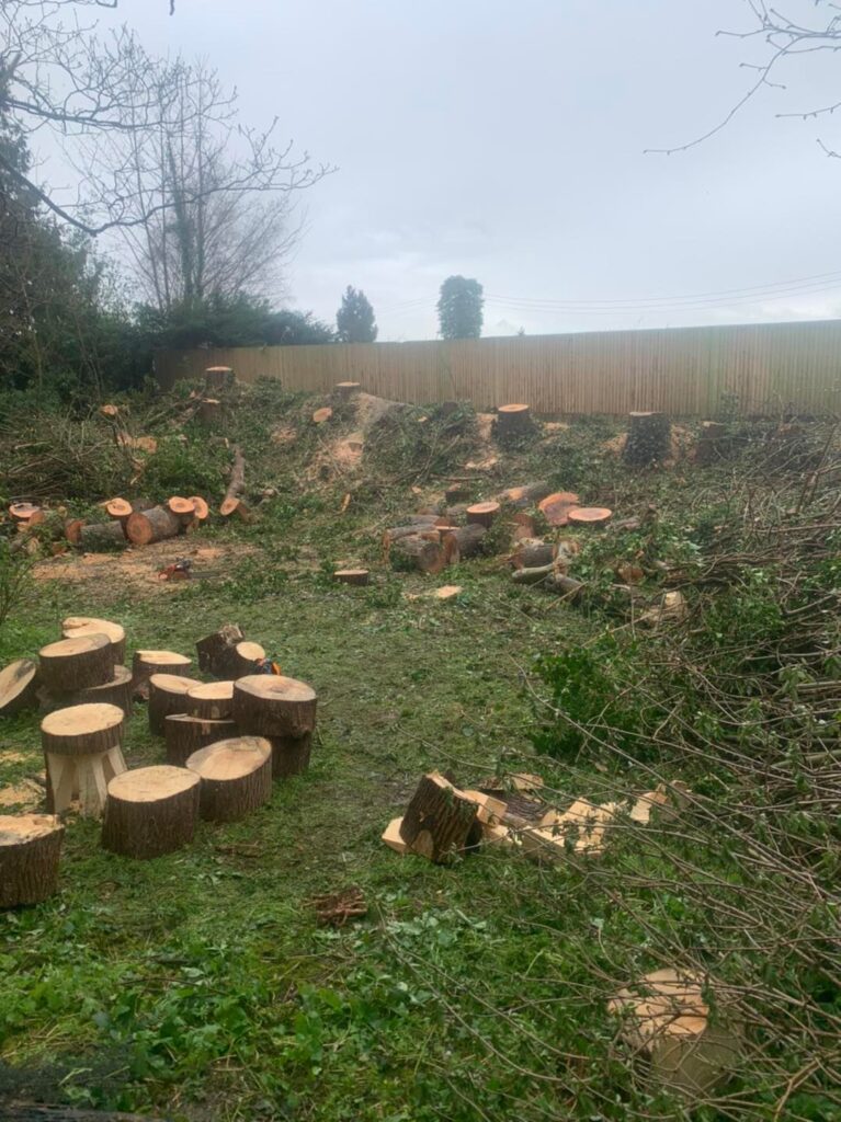 Labrador Tree Surgery. Based in Herne Bay. For all your tree surgery and tree surgeon needs. Job carried out in Herne Bay – Tree Surgery / Removal