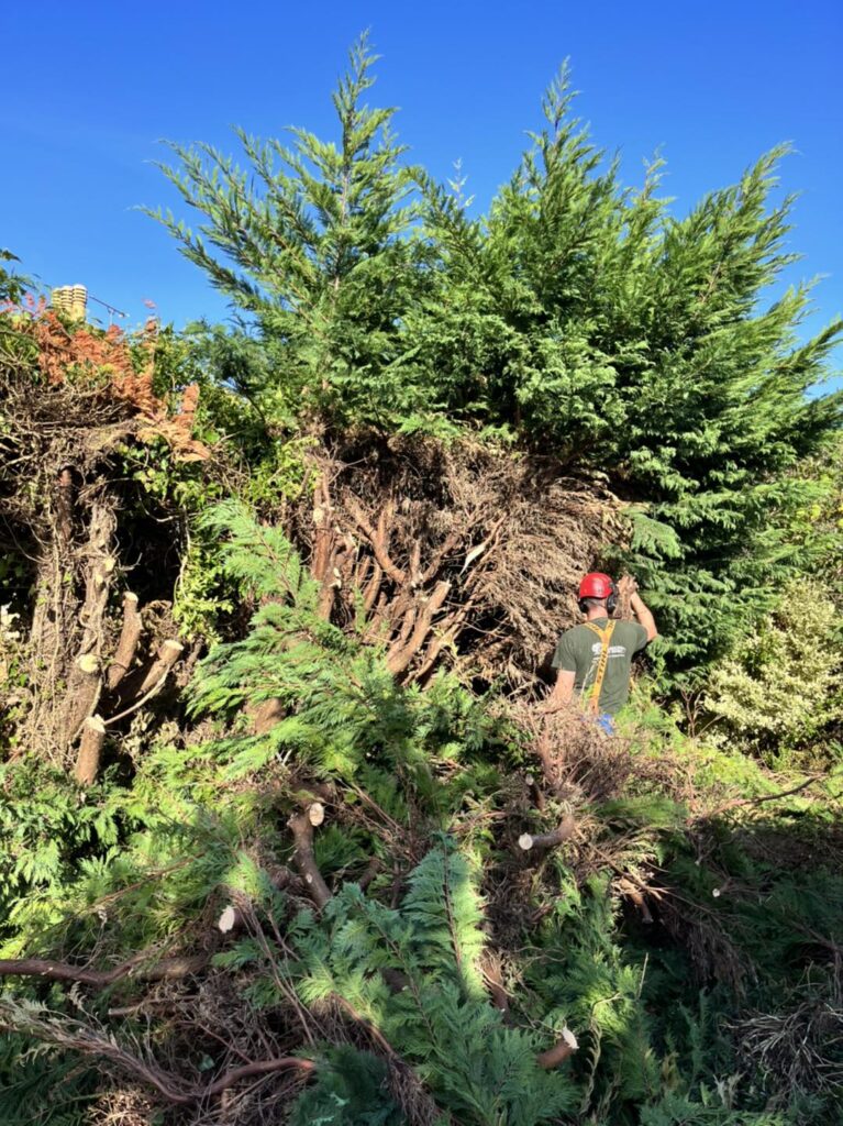 Labrador Tree Surgery. Based in Herne Bay. For all your tree surgery and tree surgeon needs. Job carried out in Herne Bay – Tree Surgery / Removal